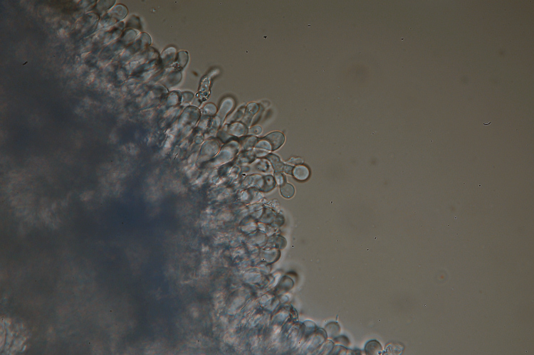 Una crosta da determinare-foto3355 (Hyphodermella corrugata)